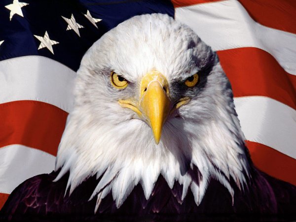 american_pride_eagle