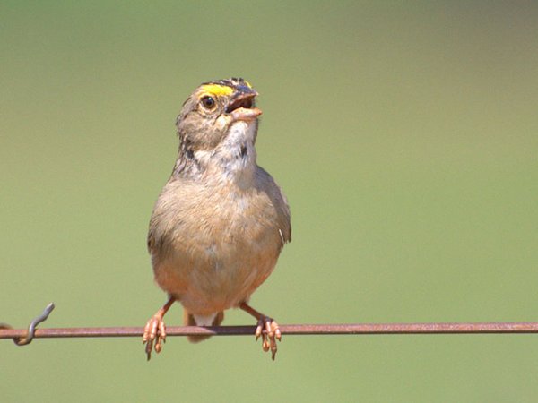 common-opinion-sparrow