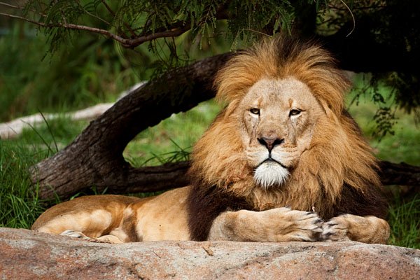 contemplative_lion