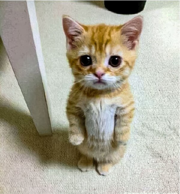 cute-cat-standing