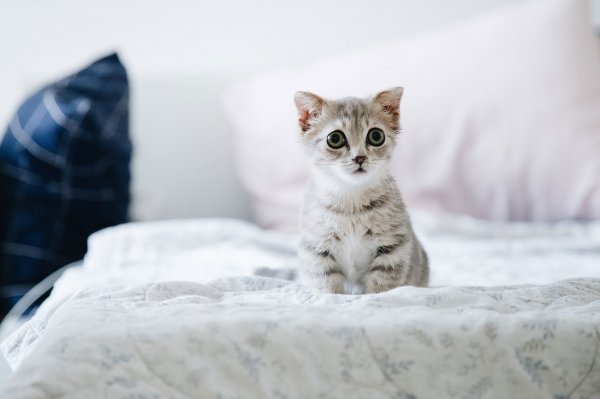 cute-kitten
