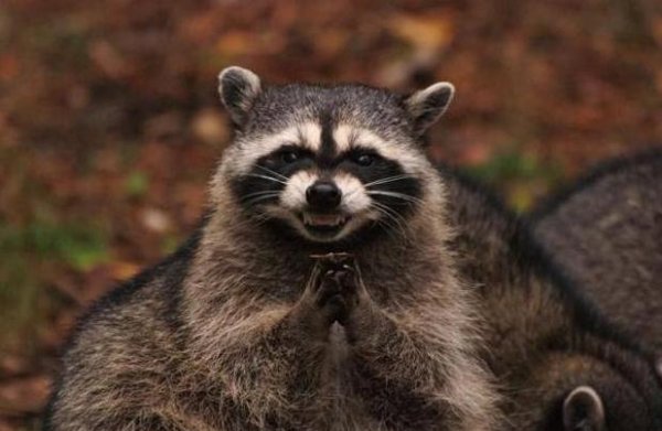 evil_plotting_raccoon