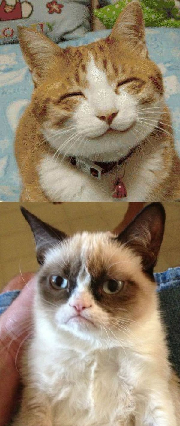 grumpy_cat_vs_happy_cat