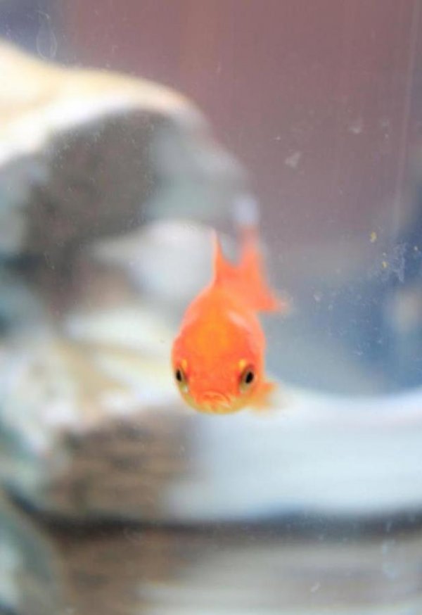 grumpy_fish
