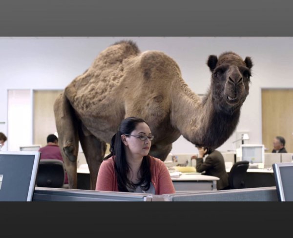 hump_day_camel