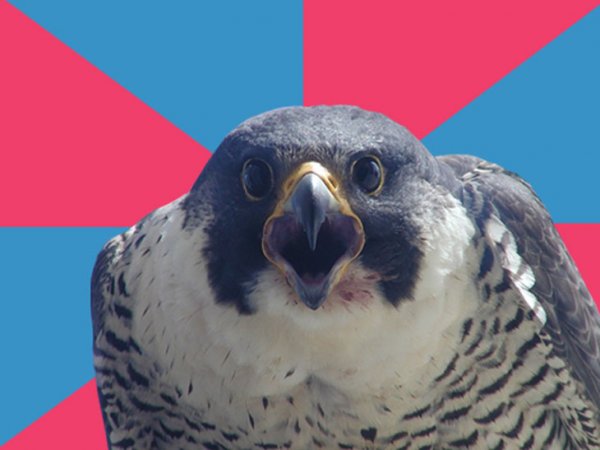 millennial-falcon