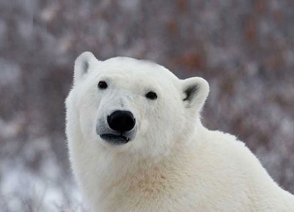 popular_opinion_polar_bear