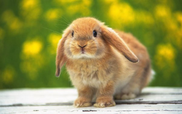 regretful_rabbit