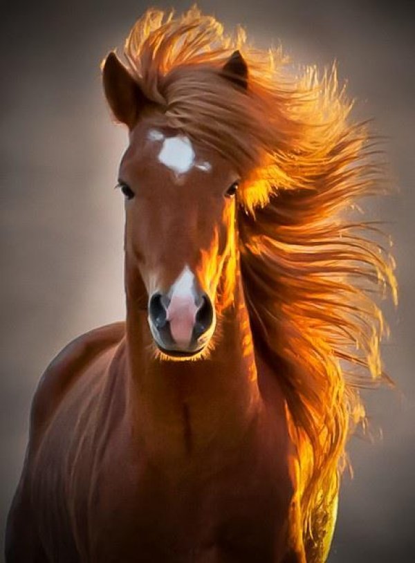 ridiculously_photogenic_horse
