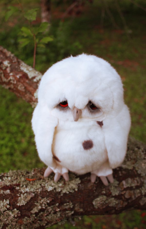 sad_owl