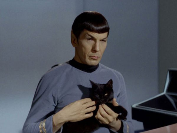 spock_and_cat_meme
