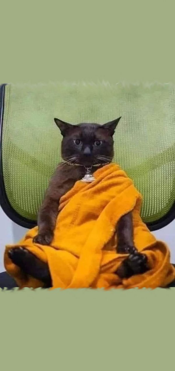 zen-cat
